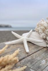 Crescent Beach Shells 13 | Obraz na stenu