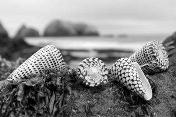 Crescent Beach Shells 3 | Obraz na stenu