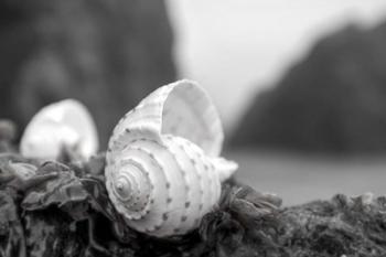 Crescent Beach Shells 1 | Obraz na stenu