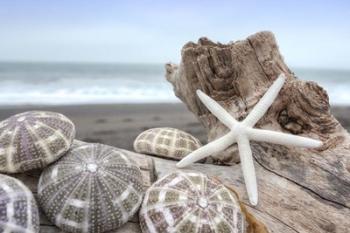 Crescent Beach Shells 5 | Obraz na stenu