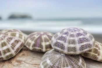 Crescent Beach Shells 8 | Obraz na stenu