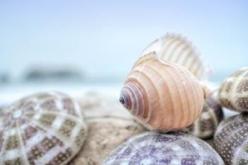 Crescent Beach Shells 15 | Obraz na stenu