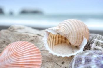 Crescent Beach Shells 9 | Obraz na stenu