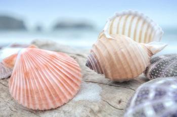 Crescent Beach Shells 10 | Obraz na stenu