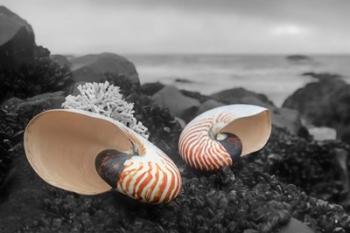 Crescent Beach Shells 2 | Obraz na stenu