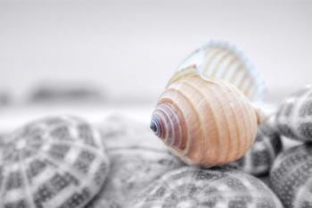 Crescent Beach Shells 15 | Obraz na stenu