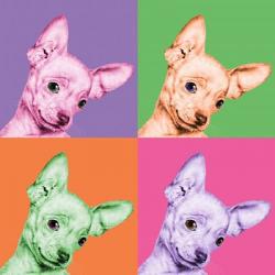 Sweet Chihuahua Pop | Obraz na stenu