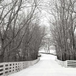 Country Lane in Winter | Obraz na stenu