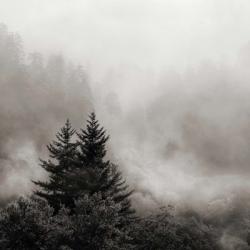 Rising Mist, Smoky Mountains | Obraz na stenu
