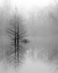 Lake Trees in Winter Fog | Obraz na stenu