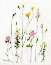 Chamomile, Clover and Dandelion | Obraz na stenu