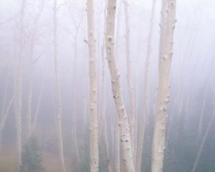 Aspens In The Fog | Obraz na stenu