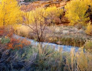 Autumn Chaos Along The Fremont | Obraz na stenu