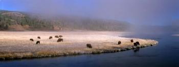 Bison Along the Firehole | Obraz na stenu