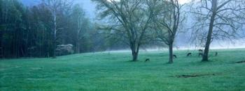 Foggy Morning and Deer | Obraz na stenu