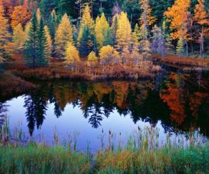 Tamarack Reflections | Obraz na stenu