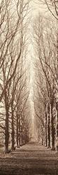 Poplar Trees | Obraz na stenu