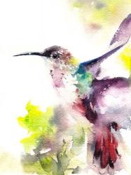 Hummingbird | Obraz na stenu