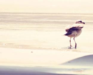 Bird at The Beach | Obraz na stenu