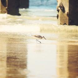 Walking on The Beach | Obraz na stenu