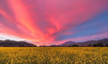 Spring Sunset Napa Valley | Obraz na stenu