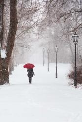 Winter Rose | Obraz na stenu