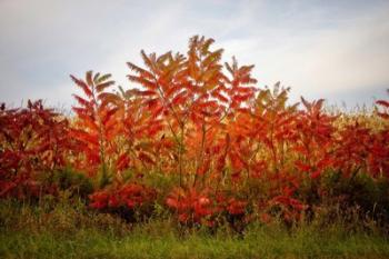 Autumn Sumac | Obraz na stenu
