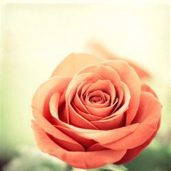 My Perfect Rose | Obraz na stenu