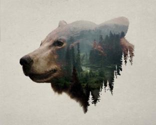 Pacific Northwest Black Bear | Obraz na stenu
