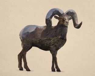 Rocky Mountain Bighorn | Obraz na stenu