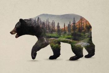 The North American Black Bear | Obraz na stenu