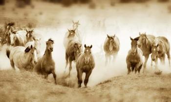 San Cristobol Horses | Obraz na stenu