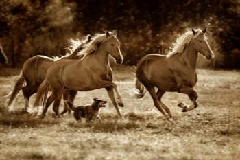 Paso Horses | Obraz na stenu