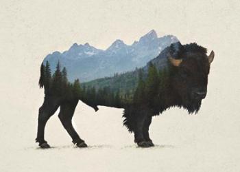 Grand Teton Bison | Obraz na stenu