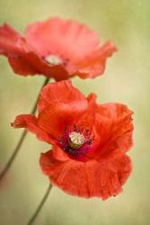 Papaver Passion | Obraz na stenu