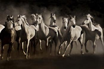 Dream Horses | Obraz na stenu
