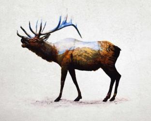 Rocky Mountain Elk | Obraz na stenu