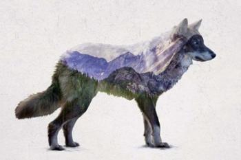 Rocky Mountain Grey Wolf | Obraz na stenu