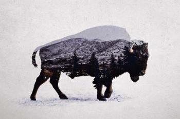 The American Bison | Obraz na stenu