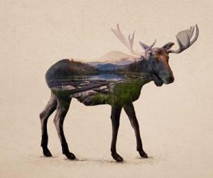 The Alaskan Bull Moose | Obraz na stenu