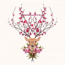 Spring Deer | Obraz na stenu