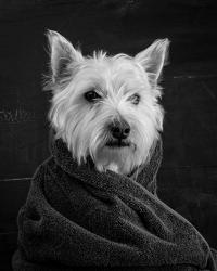 Portrait of a Westy Dog | Obraz na stenu
