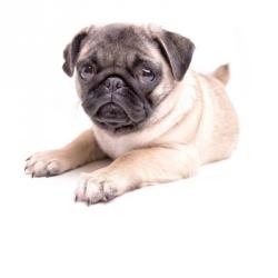 Cute Pug Puppy | Obraz na stenu