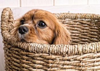 Puppy in a Laundry Basket | Obraz na stenu