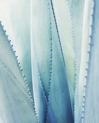 Pale Blue Agave No. 1 | Obraz na stenu