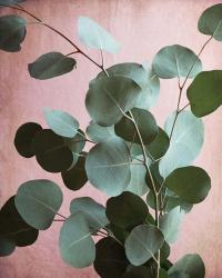 Sage Eucalyptus No. 1 | Obraz na stenu