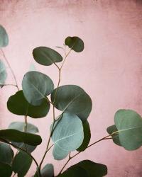 Sage Eucalyptus No. 2 | Obraz na stenu