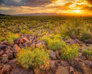 Brittlebush Sunset | Obraz na stenu