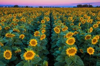 Dawn Sunflowers | Obraz na stenu