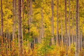 Independence Pass | Obraz na stenu